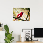 Rode Pompadour Cotinga Poster (Thuiskantoor)