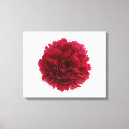 Rode pony canvas afdruk