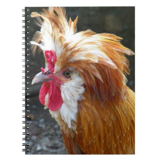 Rode Poolse kippenfoto Notitieboek (Voorkant)