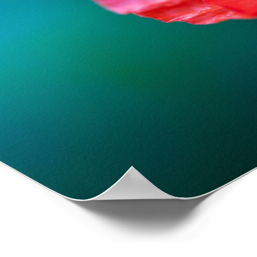 RODE POPPY SLUIT OP POSTER (Hoek)