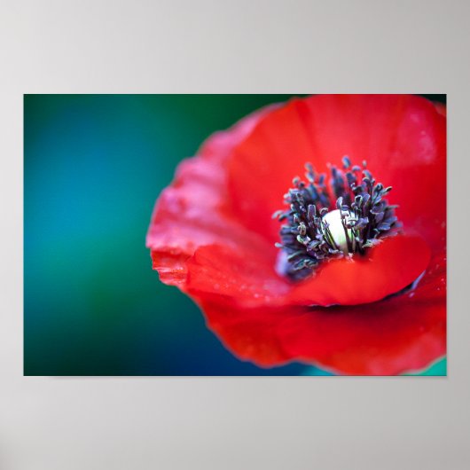 RODE POPPY SLUIT OP POSTER (Voorkant)