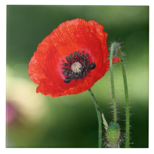 Rode poppyseed-keramische tegel tegeltje (Voorkant)
