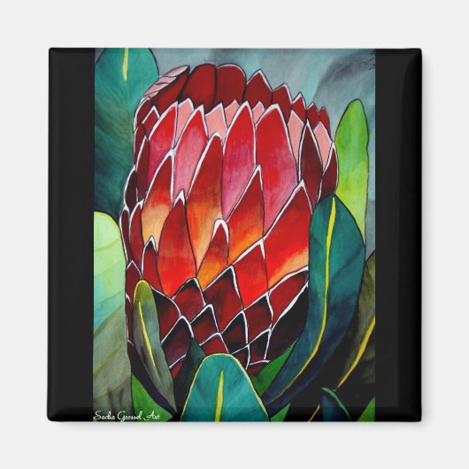 Rode Protea aquarel bloem originele kunst Magneet (Voorkant)