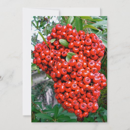 Rode Pyracantha Bessen Bedankkaart (Voorkant)