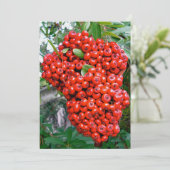 Rode Pyracantha Bessen Bedankkaart (Staand voorkant)