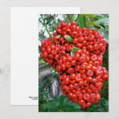 Rode Pyracantha Bessen Bedankkaart (Voorkant / Achterkant)