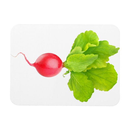 Rode radijs magneet (Horizontaal)