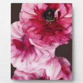 Rode Ranunculus Fotoplaat (Voorkant)