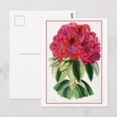 Rode Rhododendron  Botanisch Briefkaart (Voorkant / Achterkant)