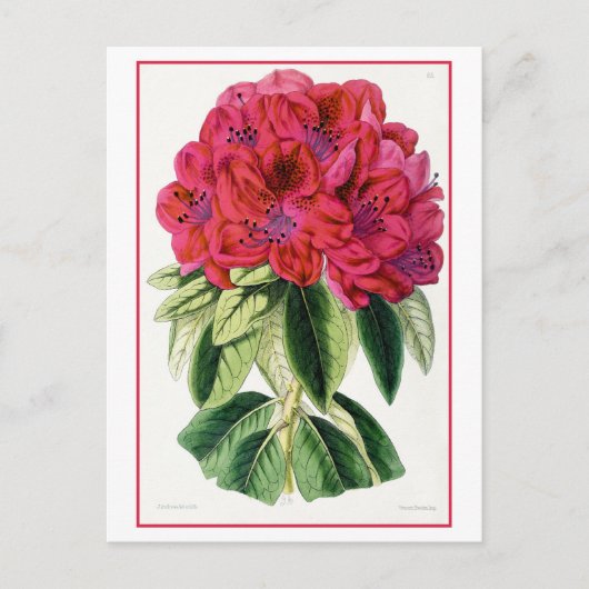 Rode Rhododendron  Botanisch Briefkaart (Voorkant)