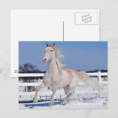 Rode Roan in sneeuw Briefkaart (Voorkant / Achterkant)