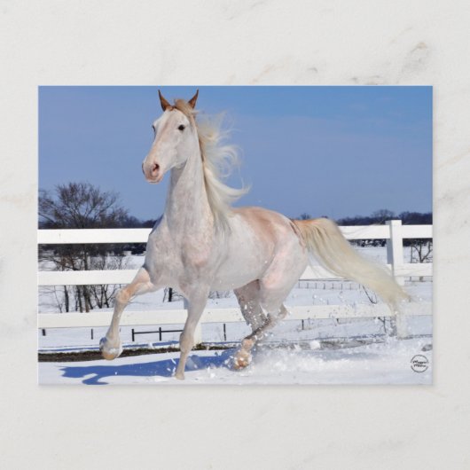 Rode Roan in sneeuw Briefkaart (Voorkant)