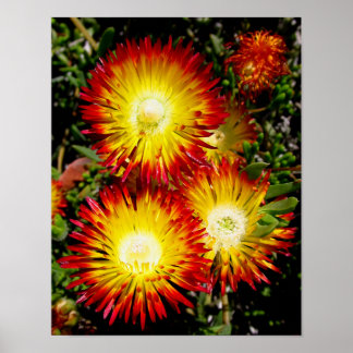 Rode Robertson Dewflower Bloemen Foto Afdruk Poster