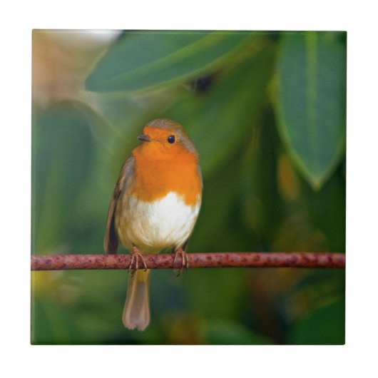 Rode ROBIN Tegeltje (Voorkant)