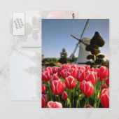 Rode rode tulpen en windmollen briefkaart (Voorkant / Achterkant)