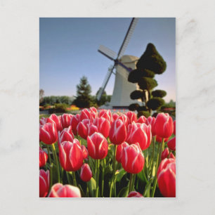 Rode rode tulpen en windmollen briefkaart