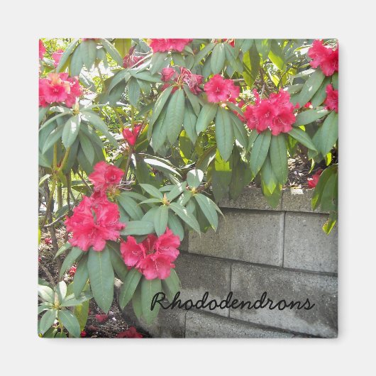 Rode Rododendrons Magneet (Voorkant)