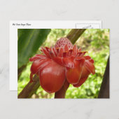 Rode rommel met tropische flografie briefkaart (Voorkant / Achterkant)