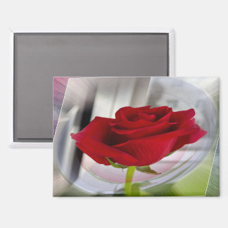 Rode roos 2 magneet