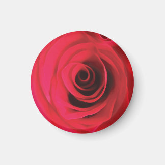 Rode roos bloem detail magneet