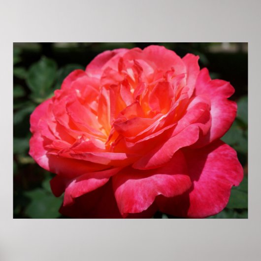 Rode Roos Bloem Fijne Kunst Prints Rozen Tuin (Voorkant)