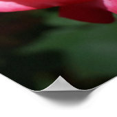 Rode Roos Bloem Fijne Kunst Prints Rozen Tuin (Hoek)
