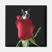 Rode roos Boston Terrier magneet (Voorkant)