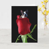 Rode roos Boston Terrier wenskaart Kaart (Gele Bloem)