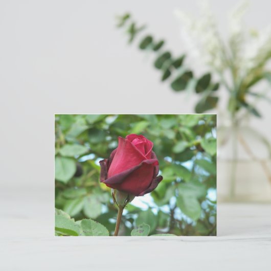 rode roos briefkaart (Staand voorkant)