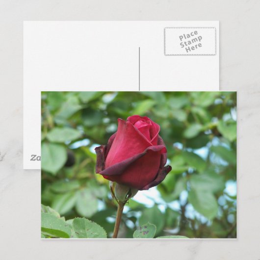 rode roos briefkaart (Voorkant / Achterkant)