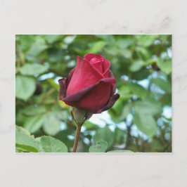 rode roos briefkaart