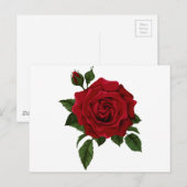 Rode roos briefkaart (Voorkant / Achterkant)