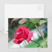 Rode roos briefkaart (Voorkant / Achterkant)