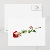 Rode roos briefkaart (Voorkant / Achterkant)