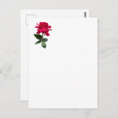 Rode roos briefkaart (Voorkant / Achterkant)