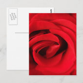 Rode Roos Briefkaart (Voorkant / Achterkant)