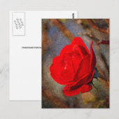 Rode Roos Briefkaart (Voorkant / Achterkant)