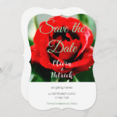 Rode Roos Bruiloft Bewaar de Datum  Kaart (Voorkant / Achterkant)