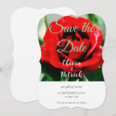 Rode Roos Bruiloft Save the Date  Kaart (Voorkant / Achterkant)