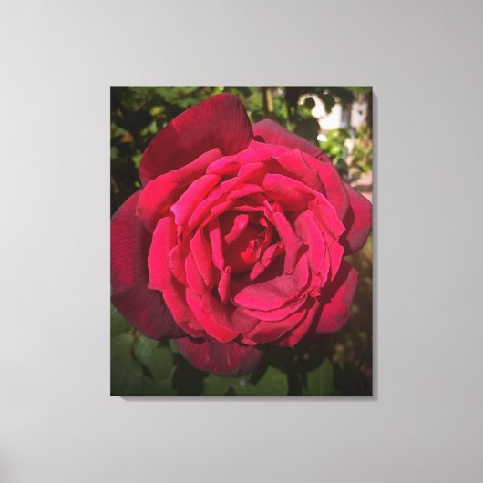 Rode Roos Canvas Afdruk (Voorkant)