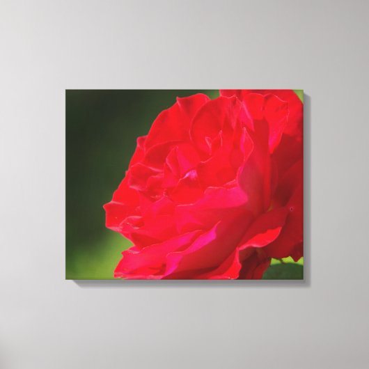 Rode Roos - Canvas Afdruk (Voorkant)