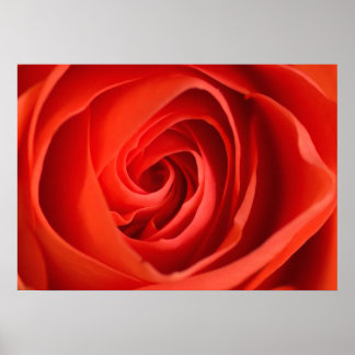 Rode Roos Close-Up – Bloemfotografie Poster