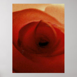 RODE ROOS CLOSE-UP POSTER