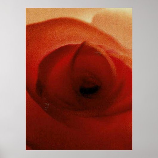 RODE ROOS CLOSE-UP POSTER (Voorkant)