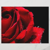 Rode roos flyer (Voorkant)