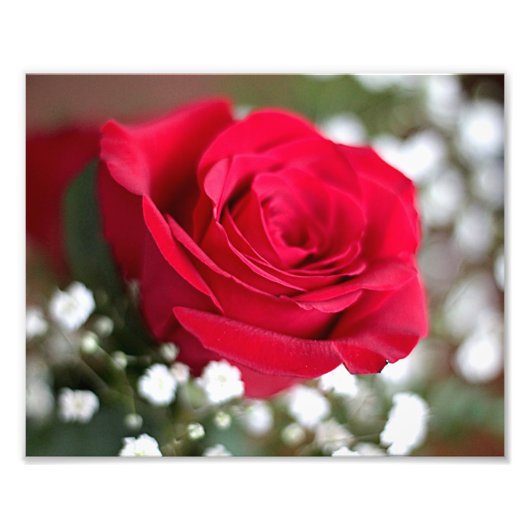 Rode roos foto afdruk (Voorkant)