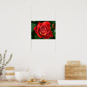 Rode Roos Fotografie Poster (Keuken)