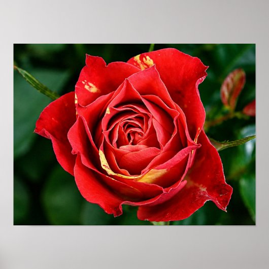 Rode Roos Fotografie Poster (Voorkant)