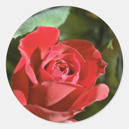 Rode roos, gedeeltelijk open bloemen ronde sticker (Voorkant)