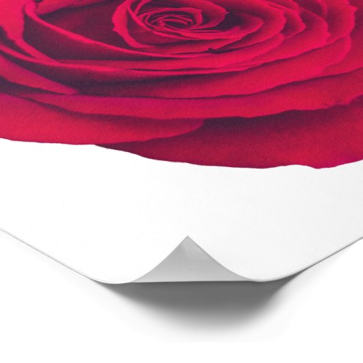 Rode roos groot naar rechts poster (Hoek)